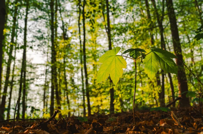 Some Kids Are Oaks: A Case for Letting Them Bloom on Their Own Schedule